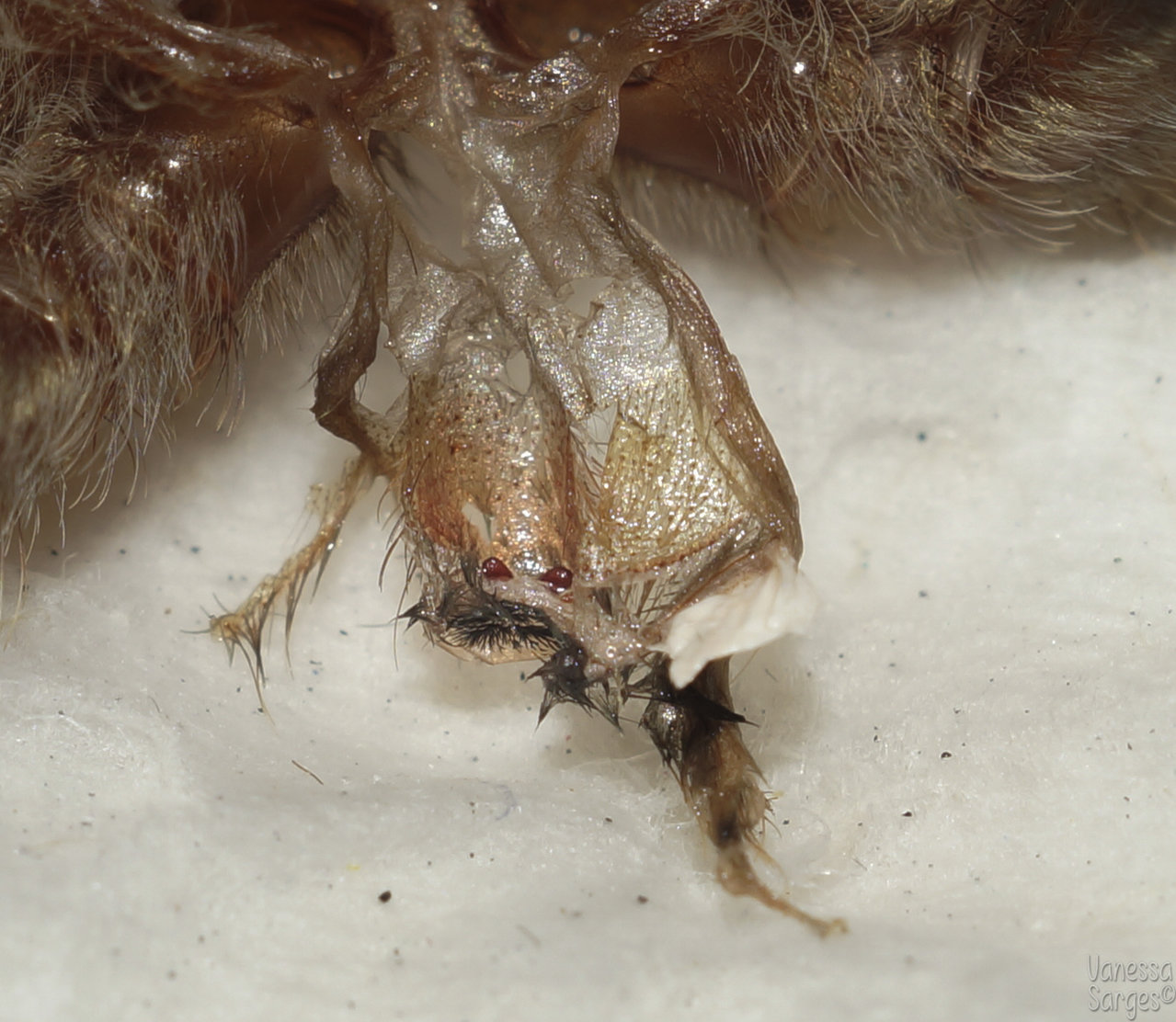 Thrixopelma ockerti - 2.5" female