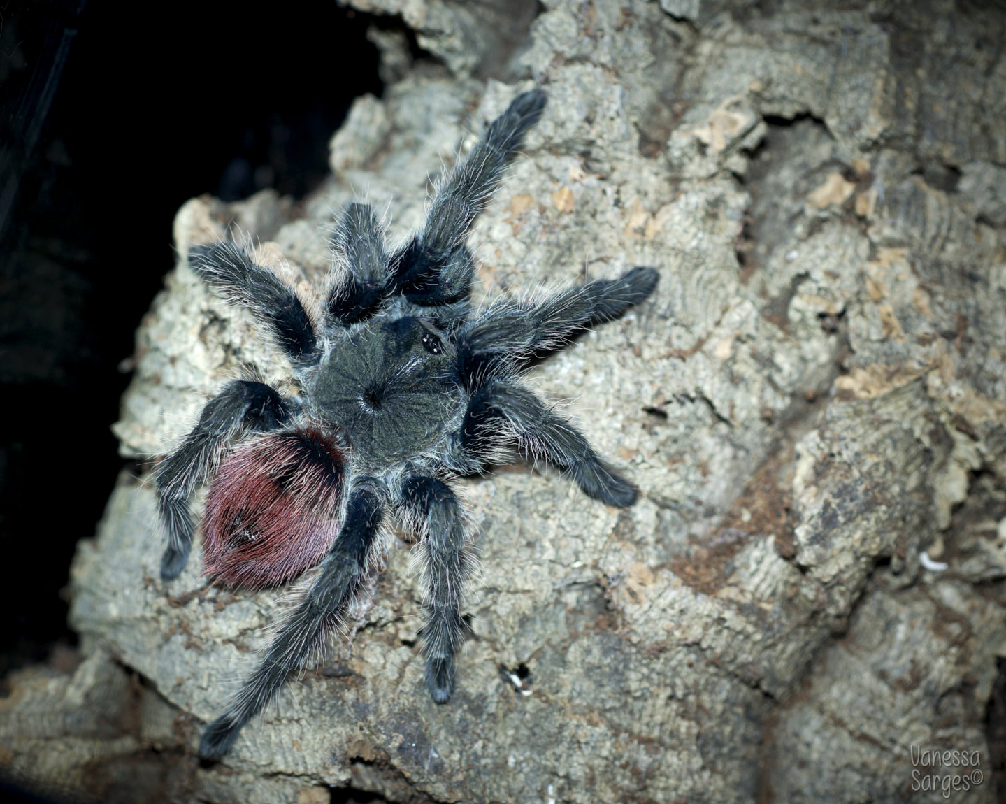 Thrixopelma ockerti Adult Female - 5"