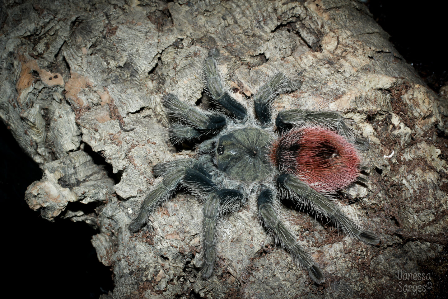 Thrixopelma ockerti Adult Female