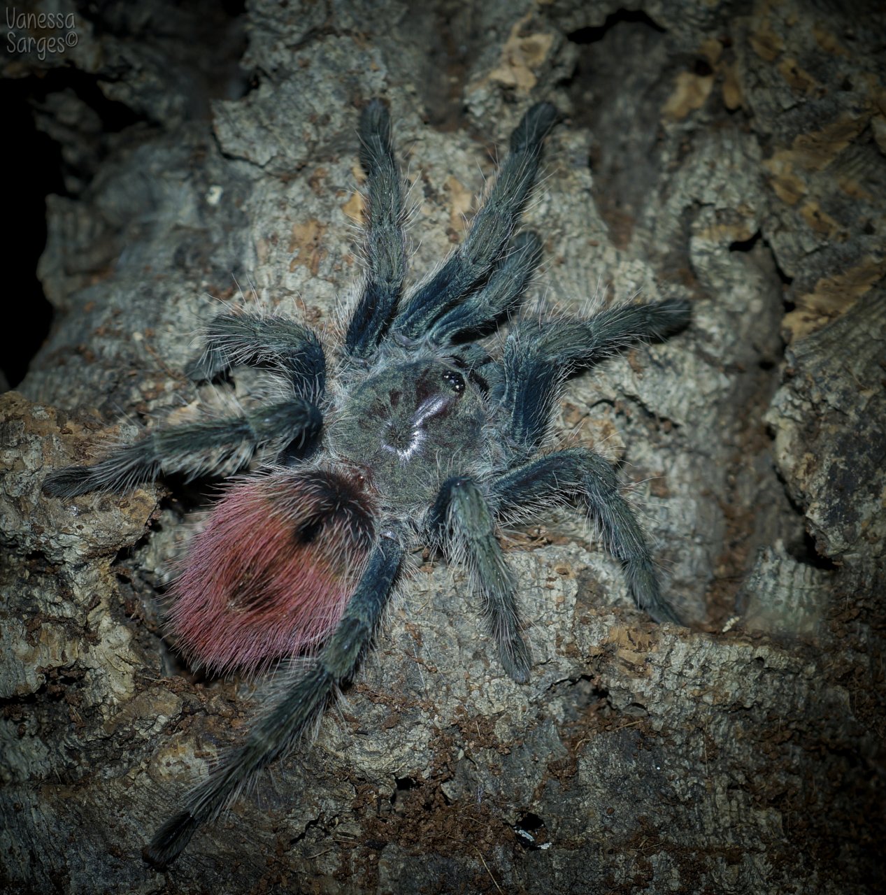 Thrixopelma ockerti Juvenile Female