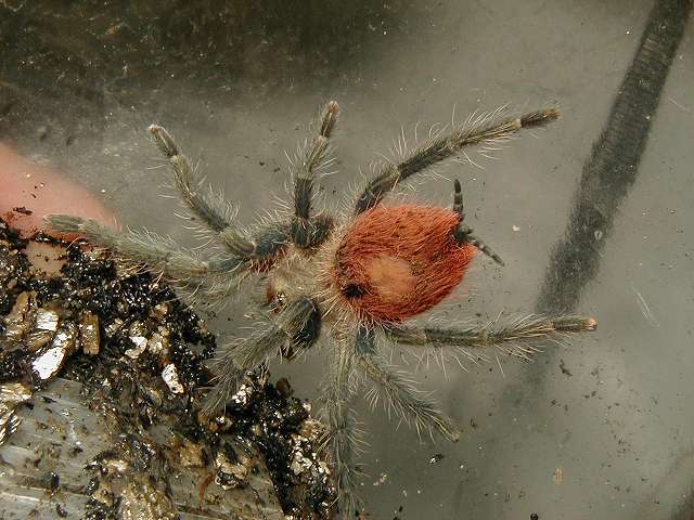 Thrixopelma ockerti male