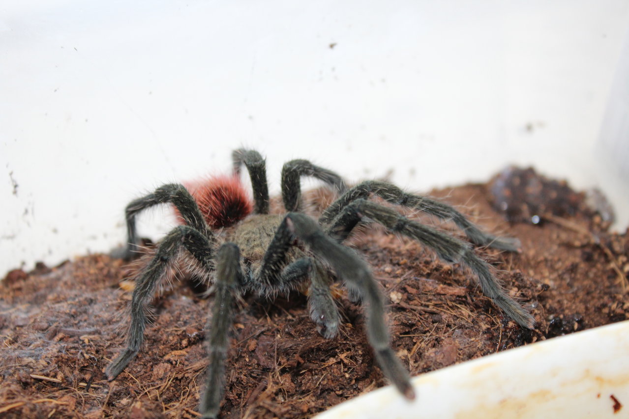 Thrixopelma ockerti