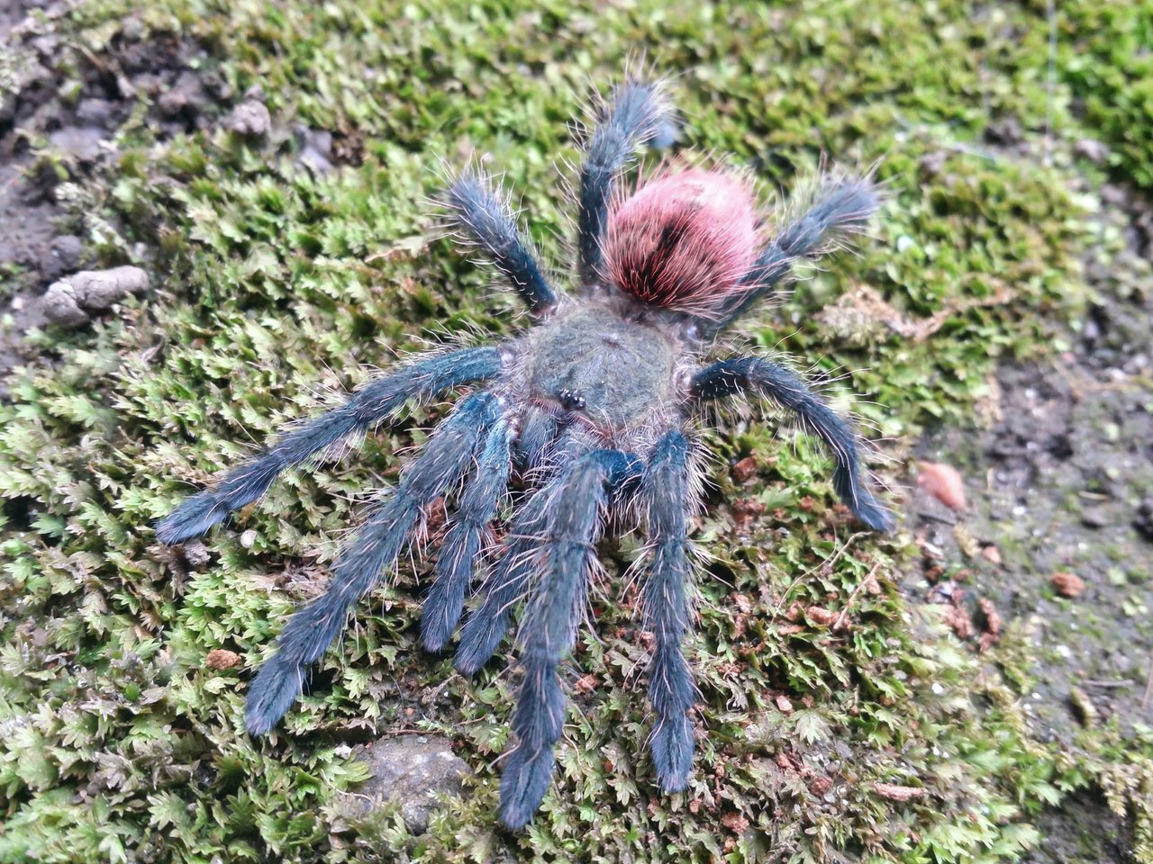 Thrixopelma ockerti