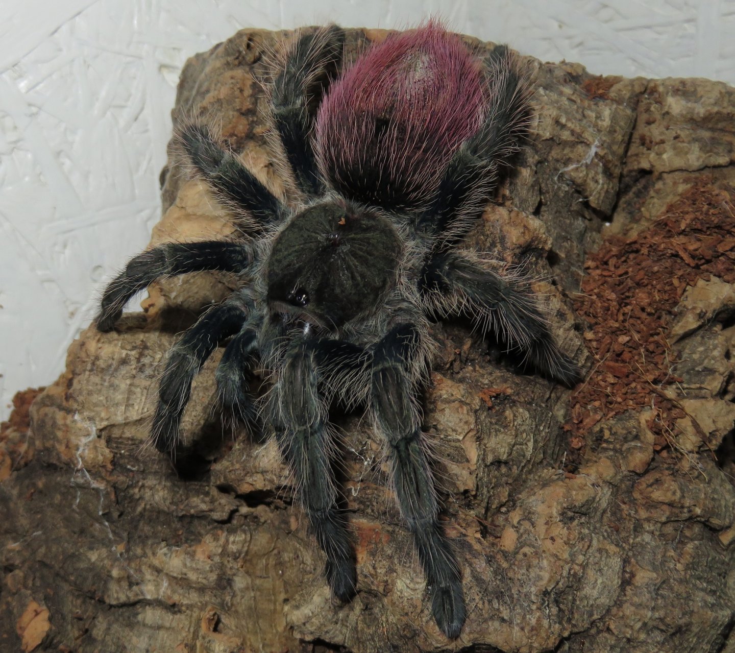 Thrixopelma ockerti