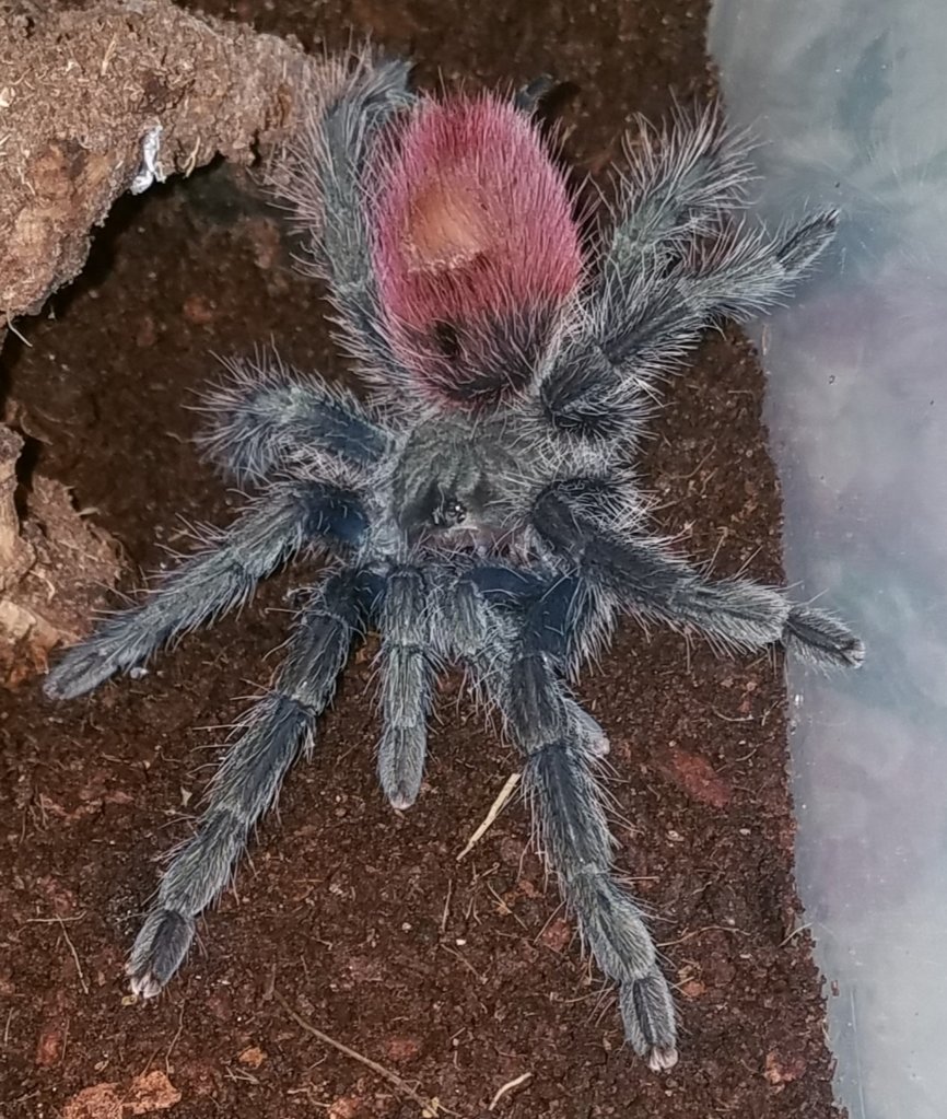 Thrixopelma ockerti