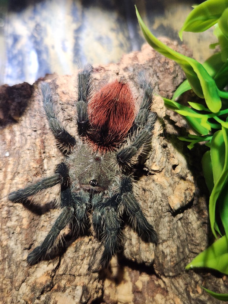 Thrixopelma ockerti