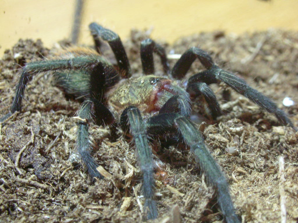 Thrixopelma pruriens