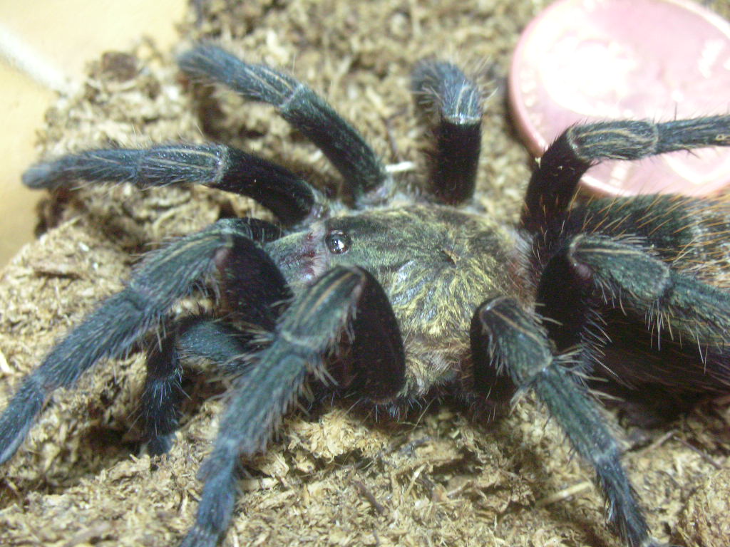 Thrixopelma pruriens