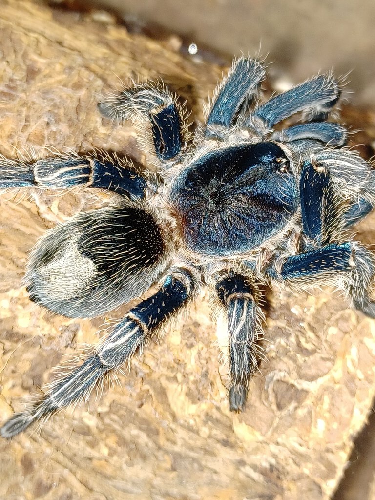 Thrixopelma sp. Blue