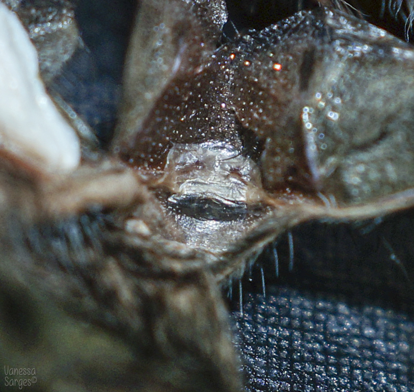 Thrixopelma sp. Cajamarca Female - 2"