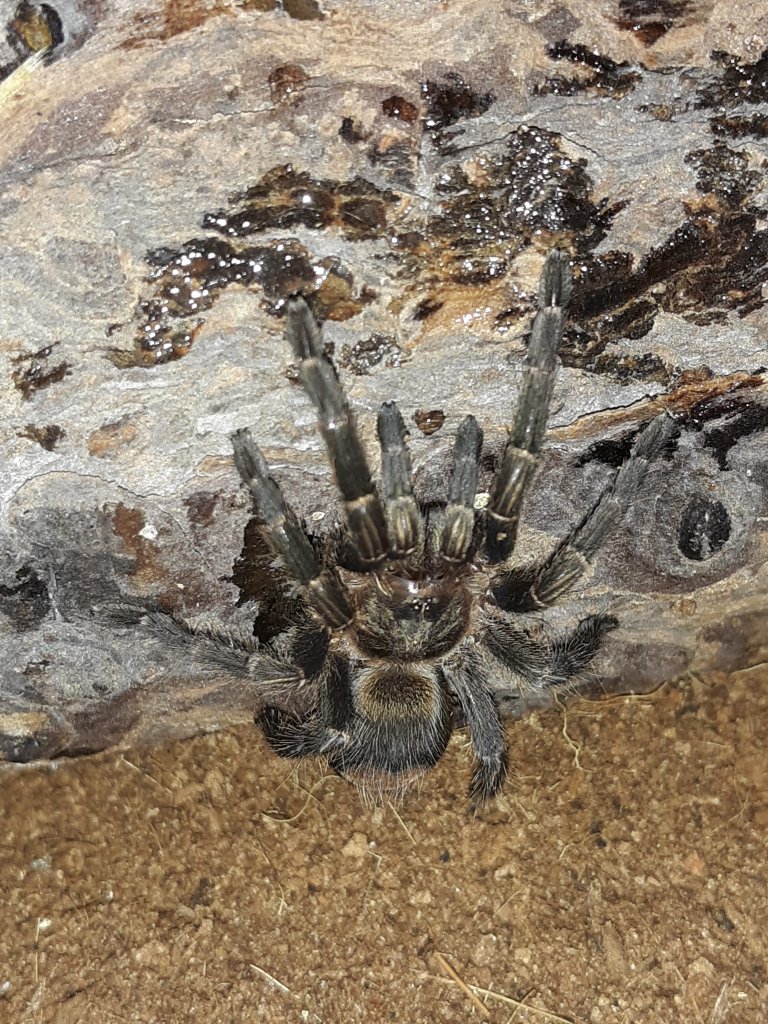 Thrixopelma Sp. Cajamarca Female