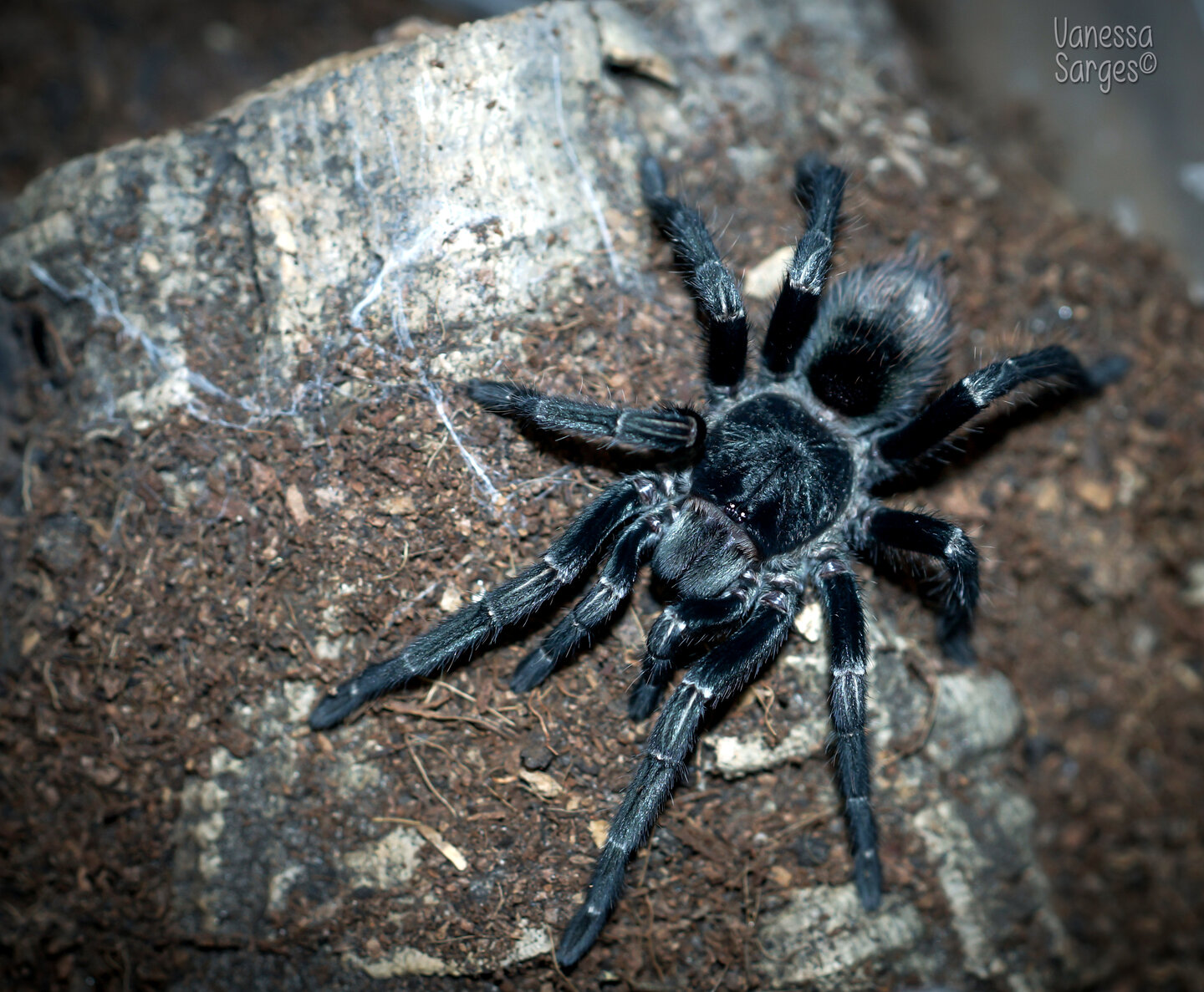 Thrixopelma sp. Cajamarca Juvenile Female