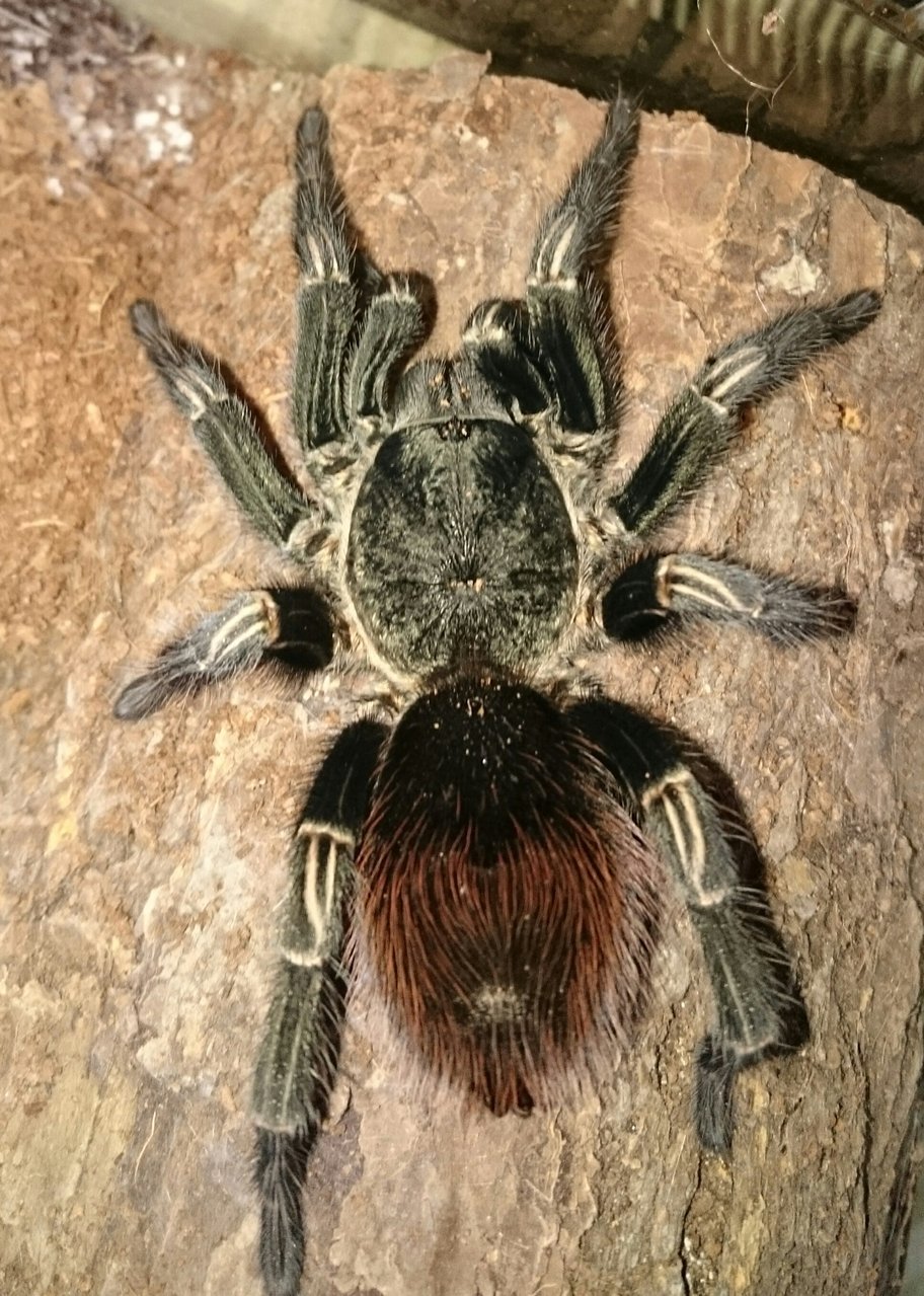 Thrixopelma sp cajamarca