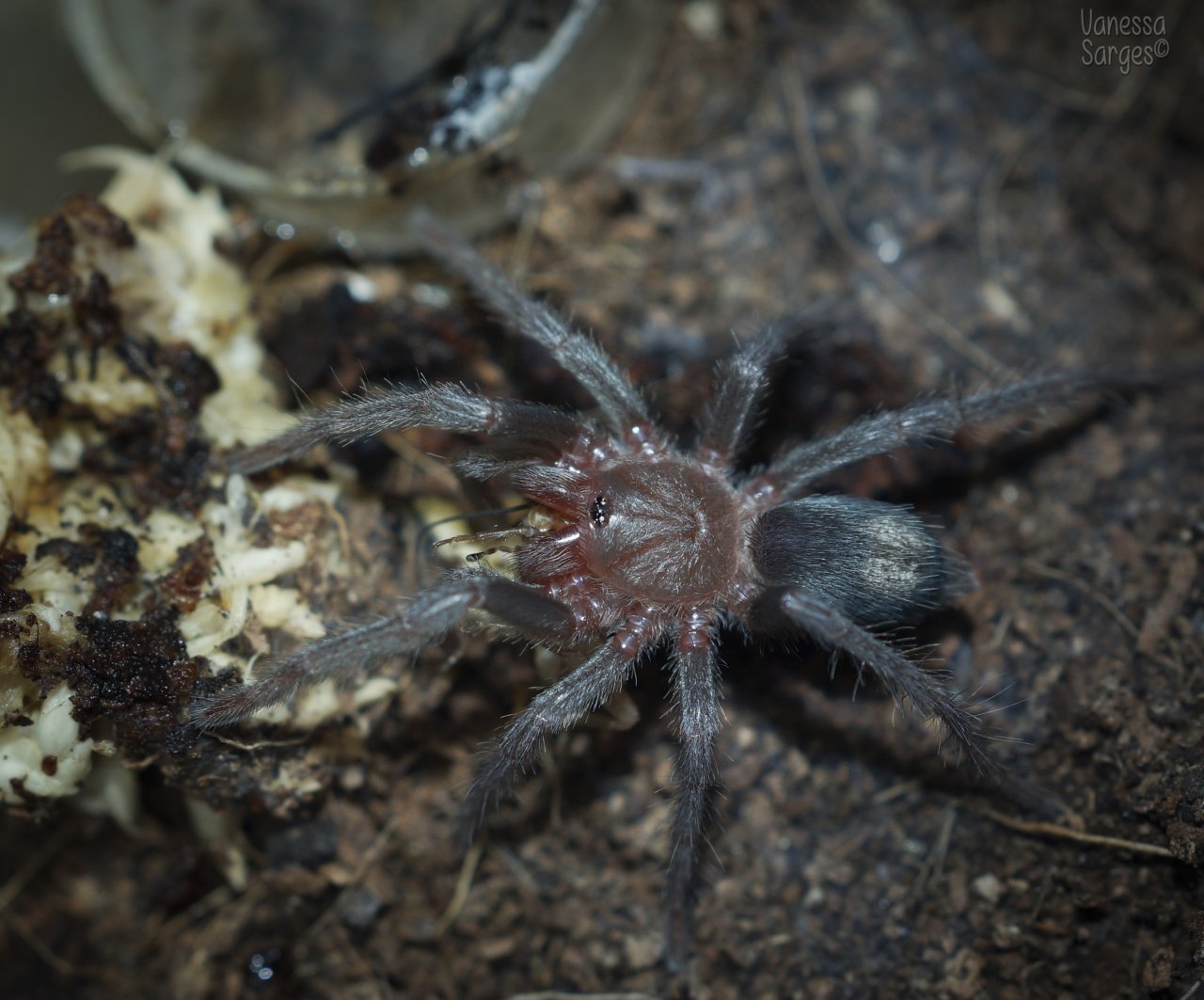 Thrixopelma sp. Cajamarca