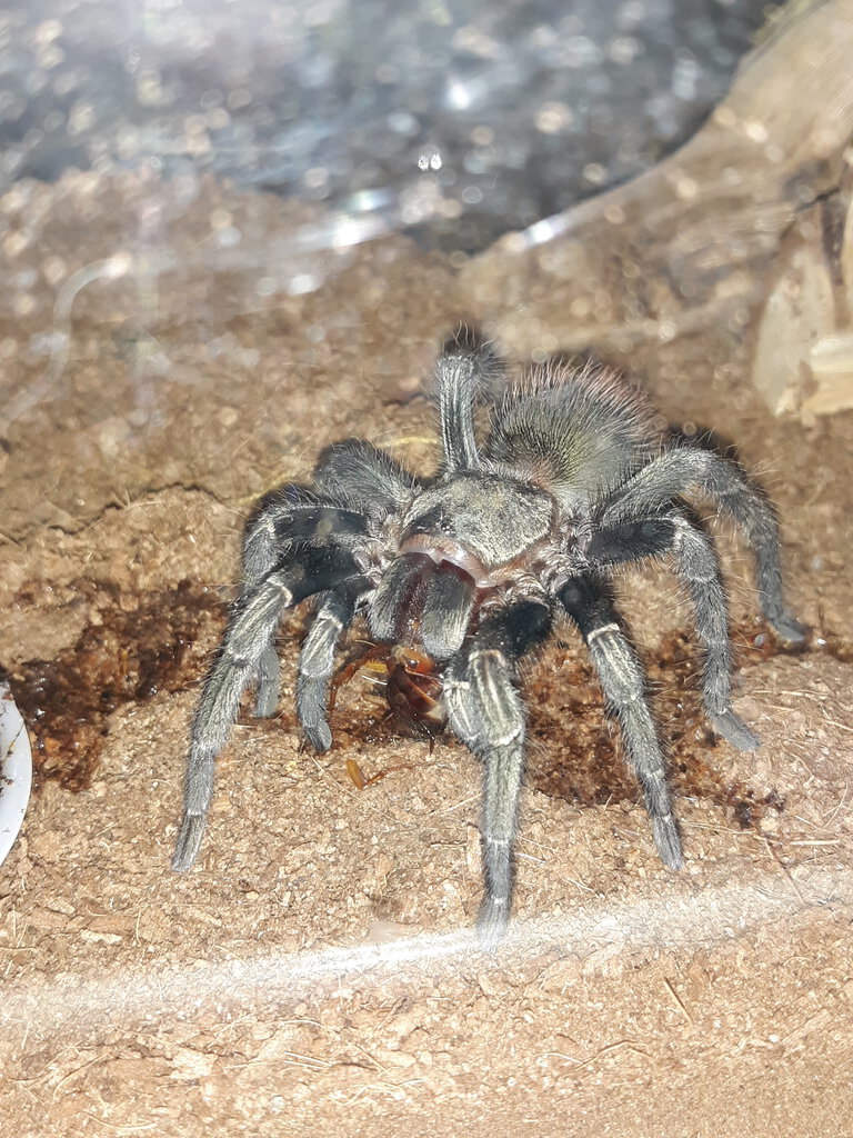 Thrixopelma sp cajamarca