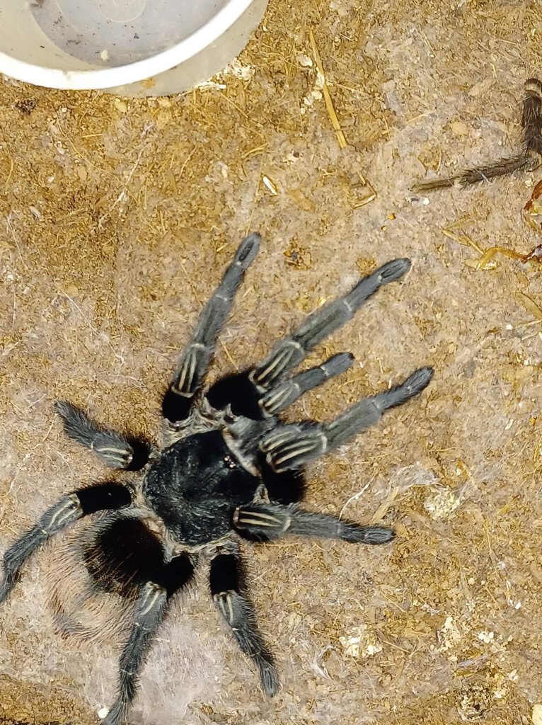 Thrixopelma sp. Cajamarca