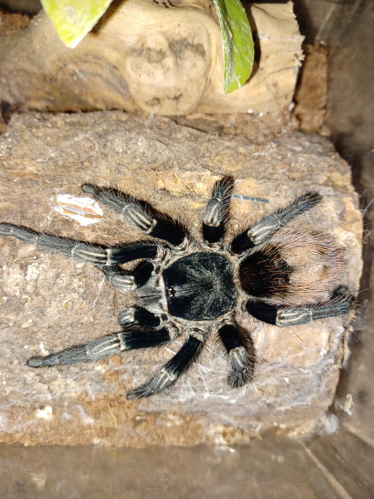 Thrixopelma sp. Cajamarca