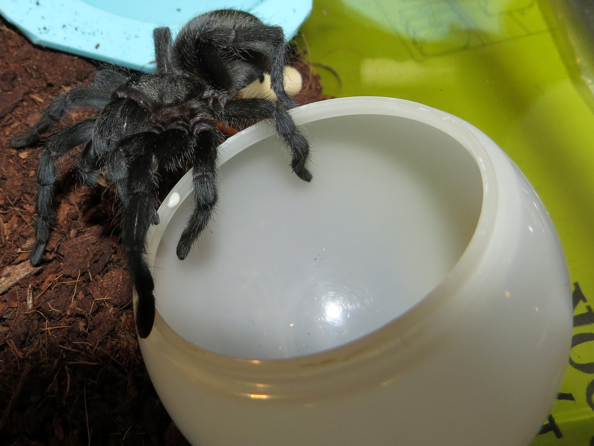 Thunderdome (♀ Grammostola pulchra 3.5") [3/3]