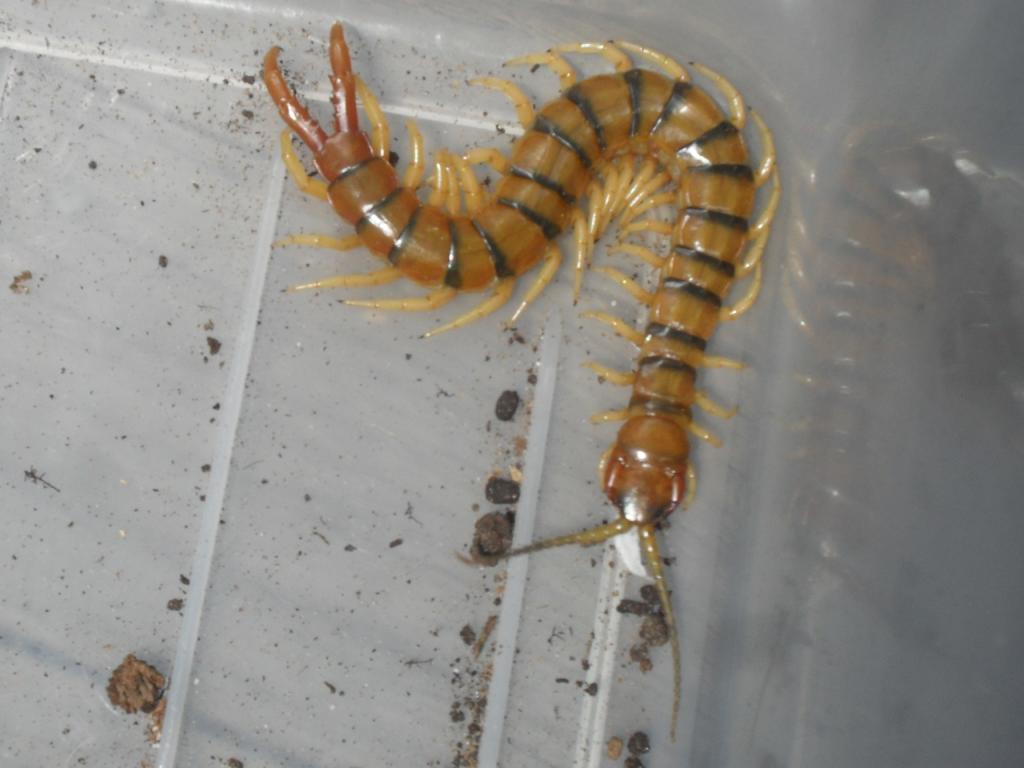 Tiger Ethmostigmus Rubripes