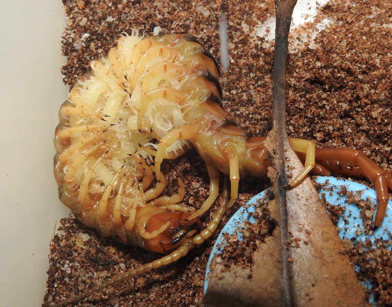 Tiger form Ethmostigmus rubripes babies