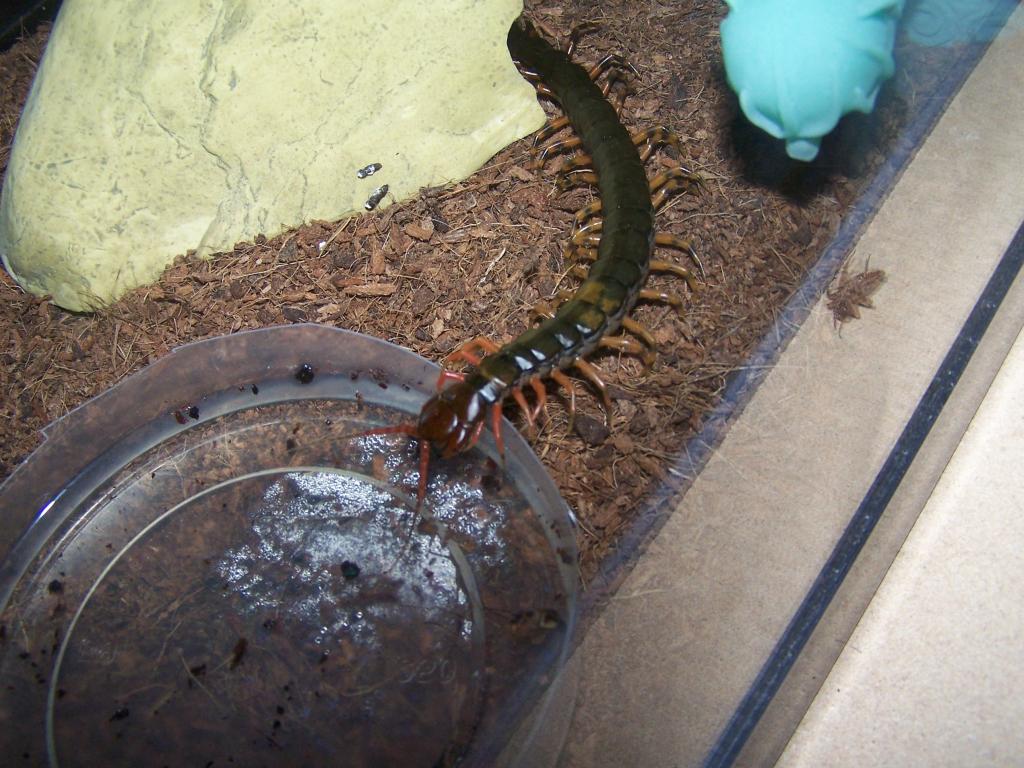 Tiger Leg Subspinipes getting drink