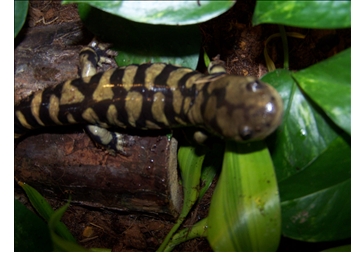 tiger salamander