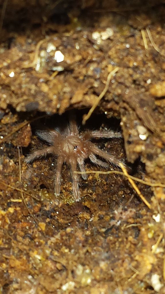 Tiny Baby 6 Month Old Rosehair In Burrow