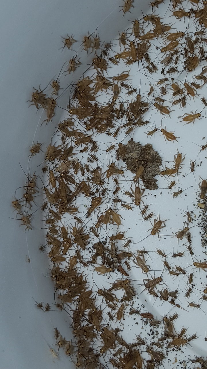 Tiny Crickets