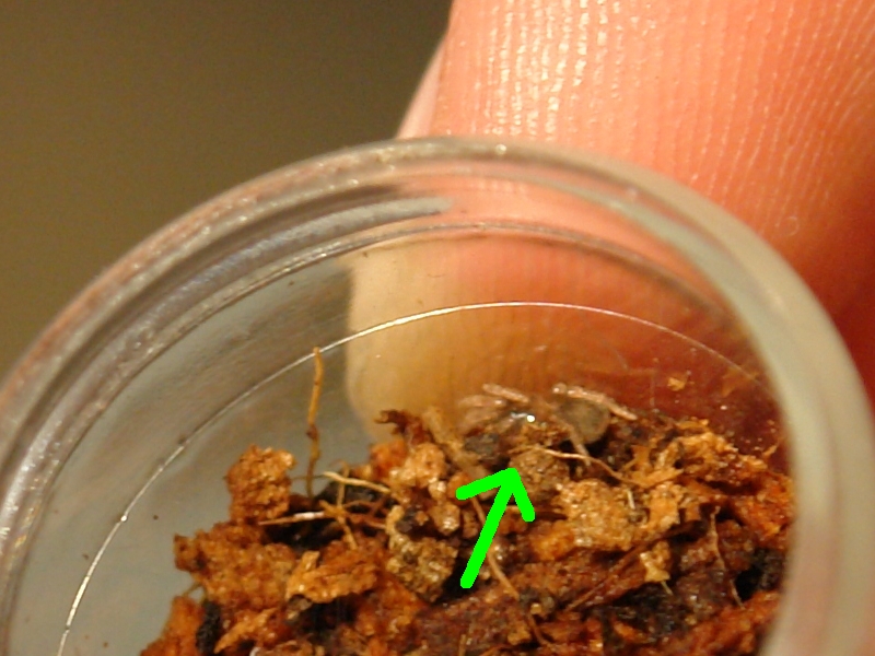 Tiny Elegans Sling
