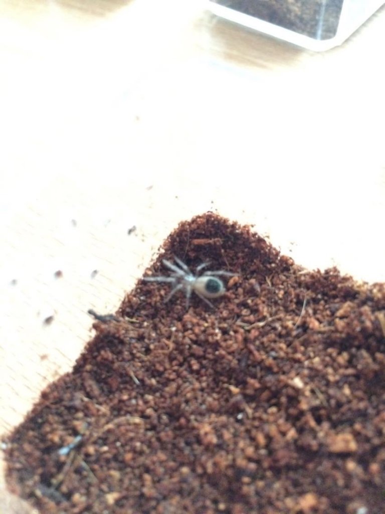 Tiny little Lasiodora Parahybana