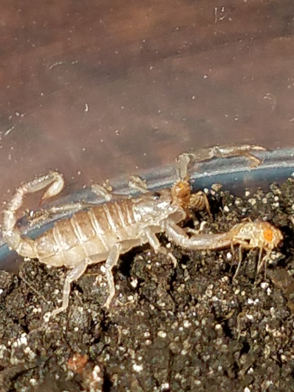 Tiny little Paruroctonus boreus eating as many fruit flies as it can catch! These guys are awesome and very hungry!