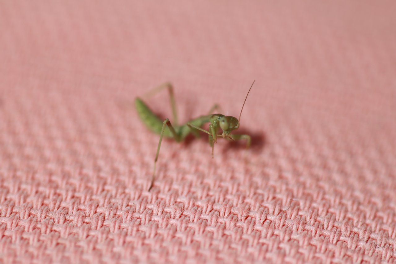 Tiny Mantis 2