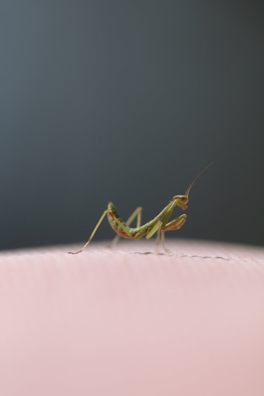 Tiny Mantis 3