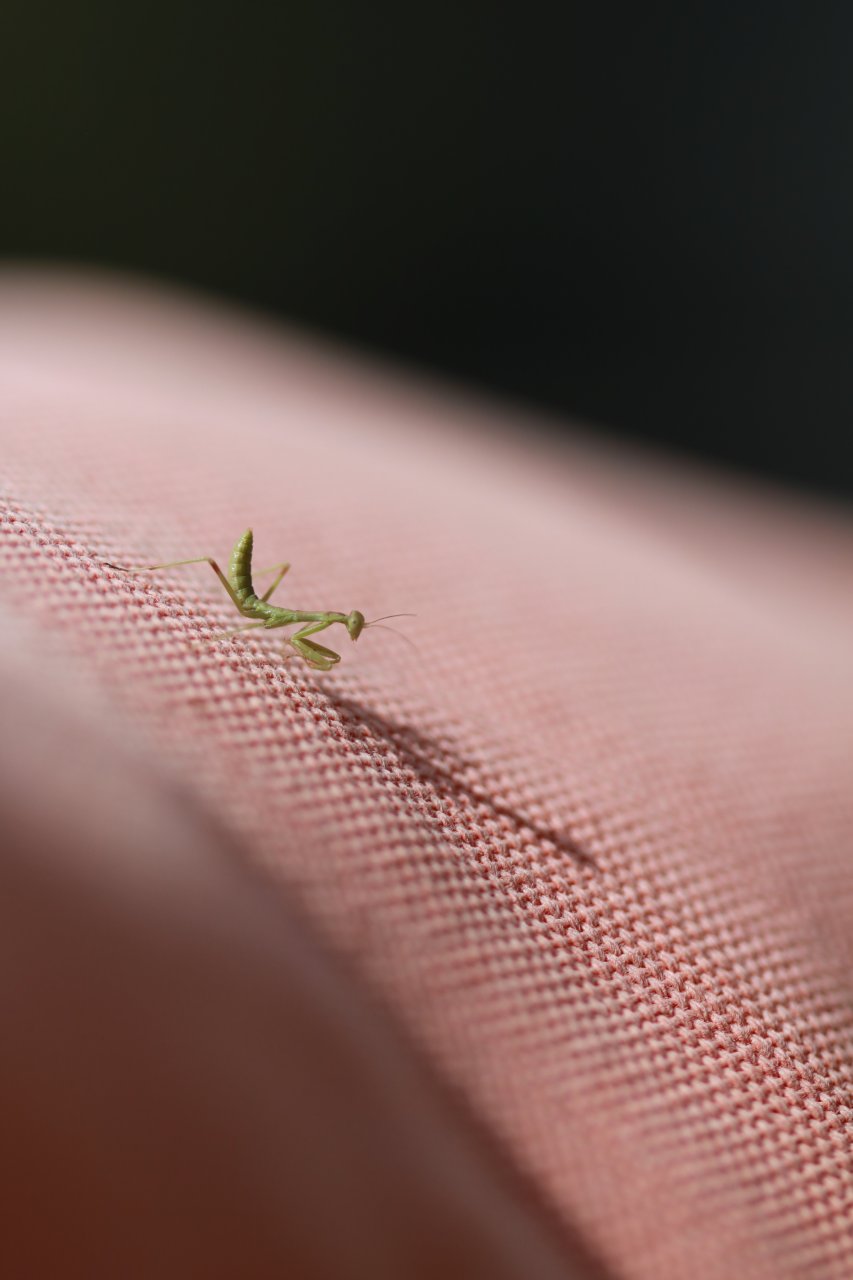 Tiny Mantis 5