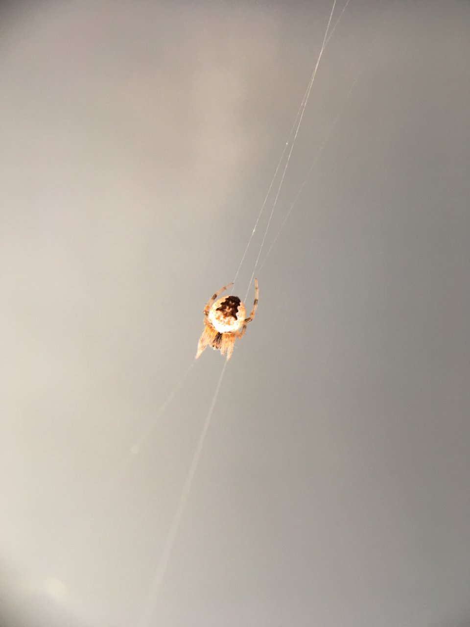 Tiny Orb Weaver Living On My Deck