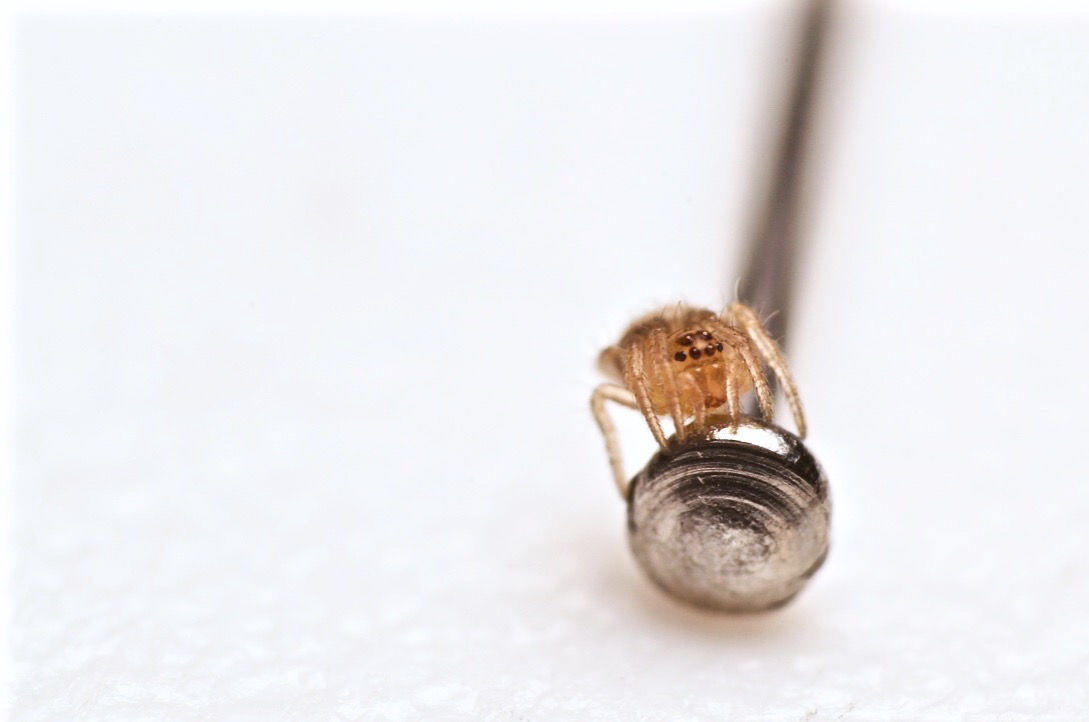 Tiny Sling Sitting on the Head of a Pin