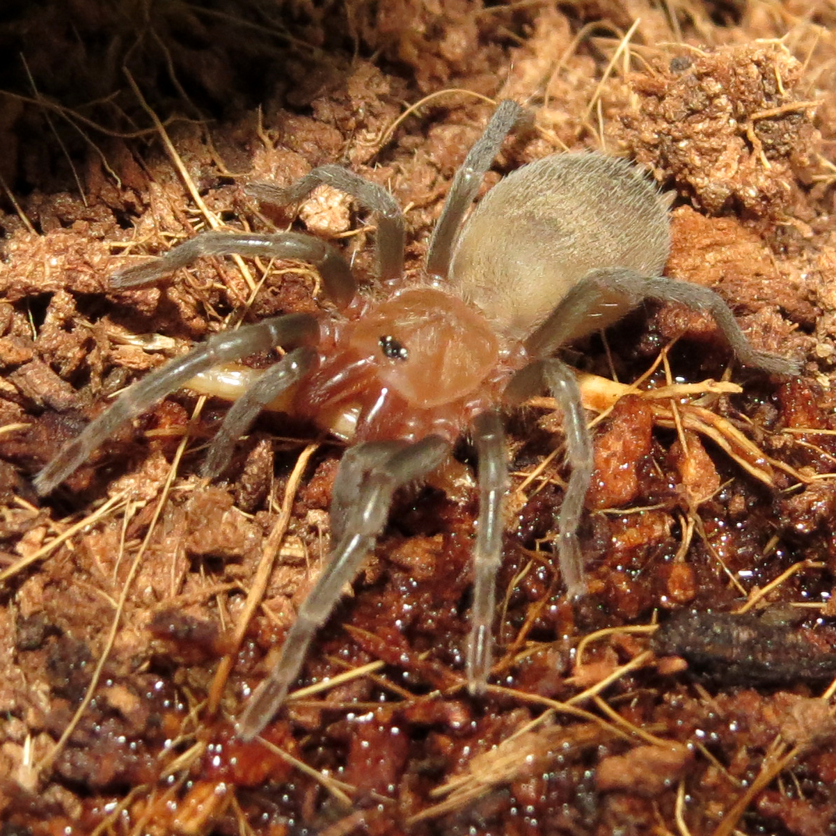 Tiny Sling With a Tiny Worm (♂ Bumba horrida)