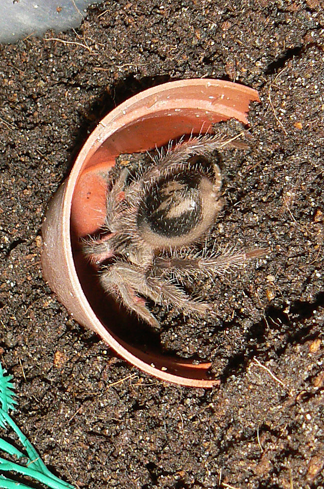 Tiny The L.parahybana