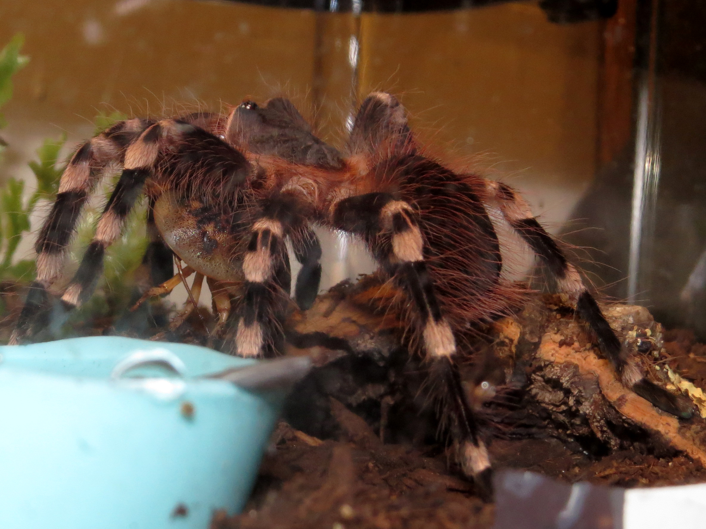 Tippy Toes (♂ Acanthoscurria geniculata 4")