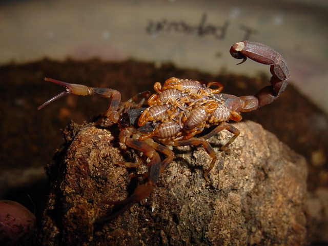 Tityus bahiensis