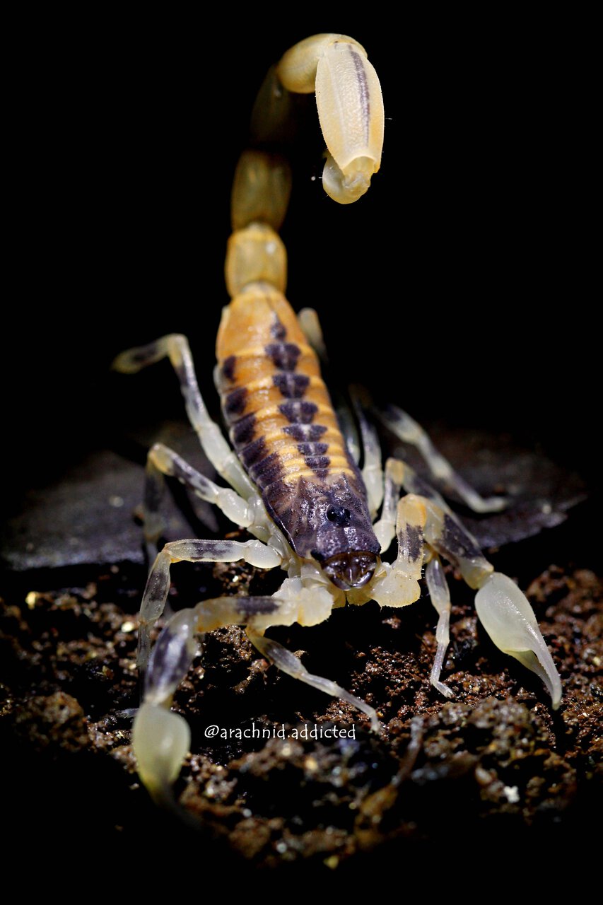 Tityus fasciolatus.