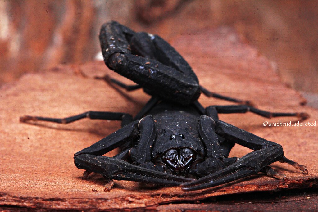 Tityus obscurus.