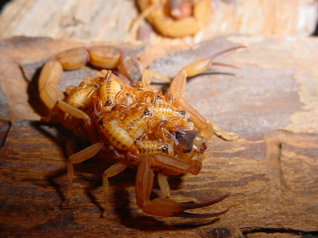 Tityus stigmurus