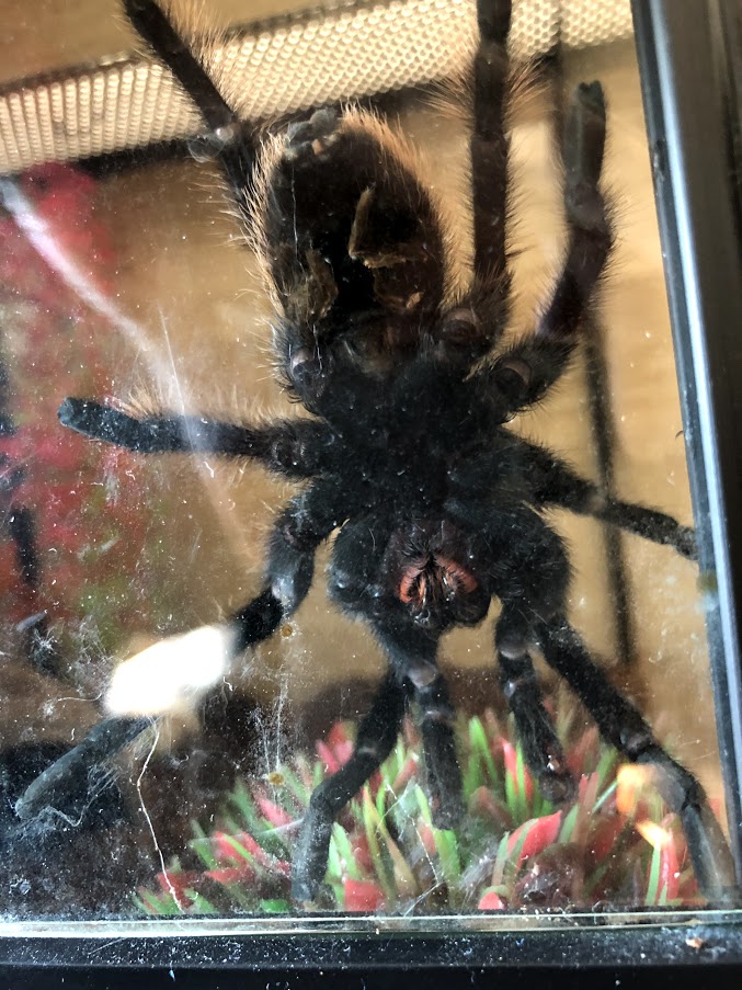 Tliltocatl albopilosum