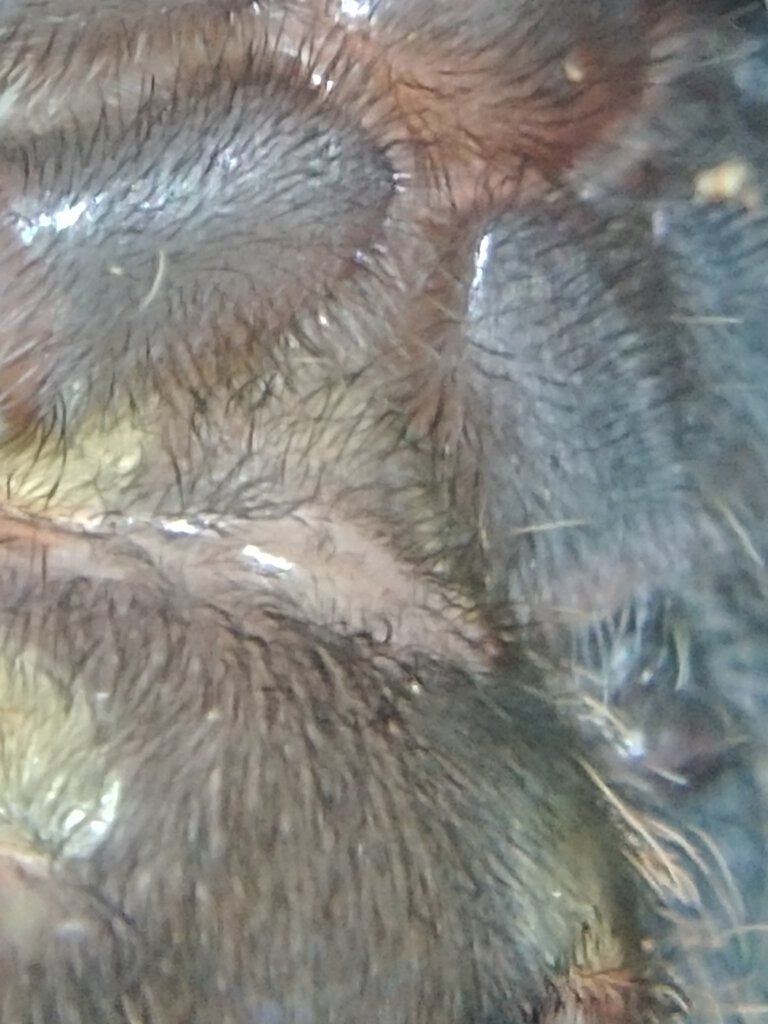 Tliltocatl Albopilosus 2.5in DLS Molt Confirmed Female