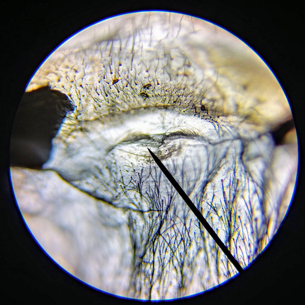 Tliltocatl Albopilosus 2in DLS Female