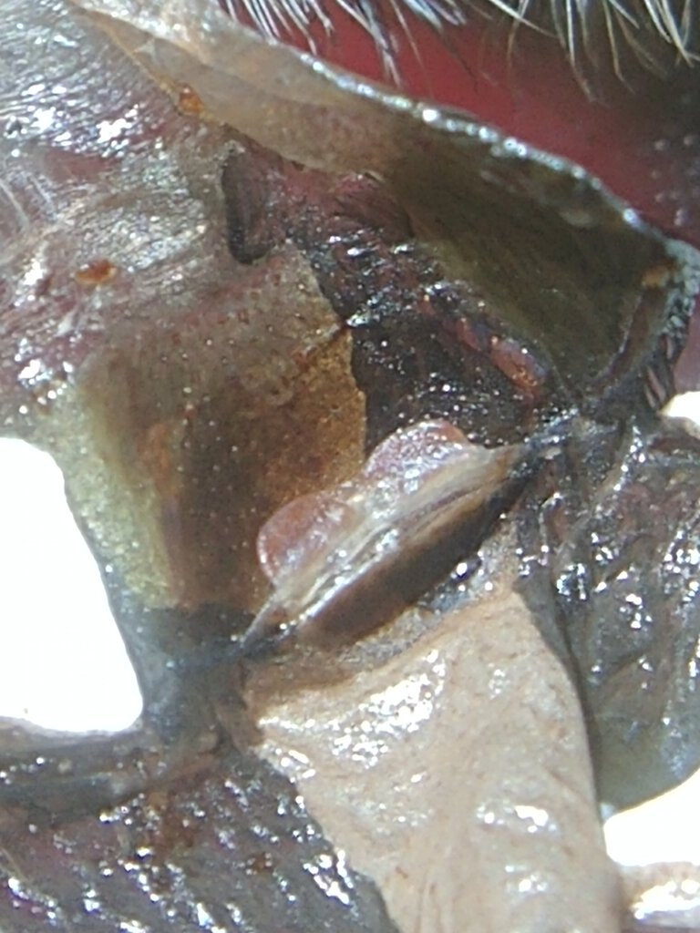 Tliltocatl albopilosus 3in DLS female