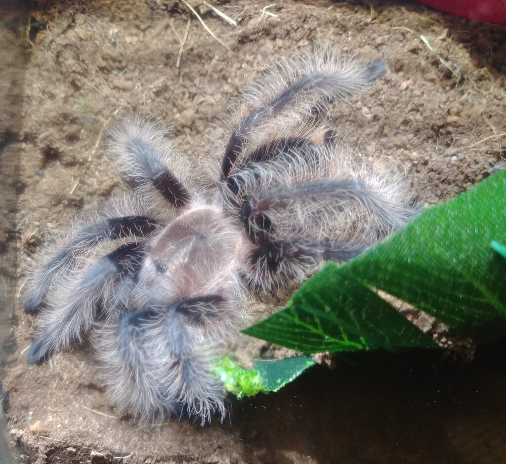 Tliltocatl albopilosus, 4in female