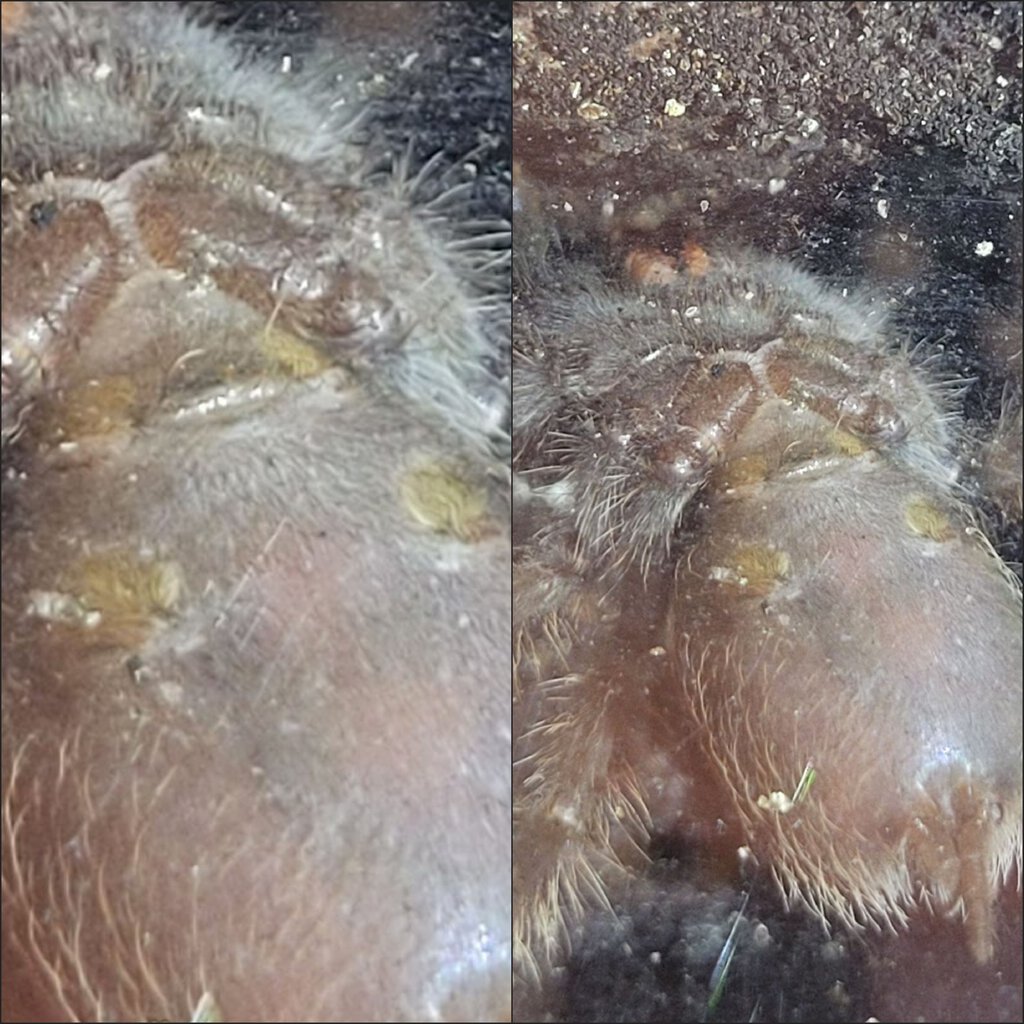 Tliltocatl albopilosus, Curlyhair Tarantula