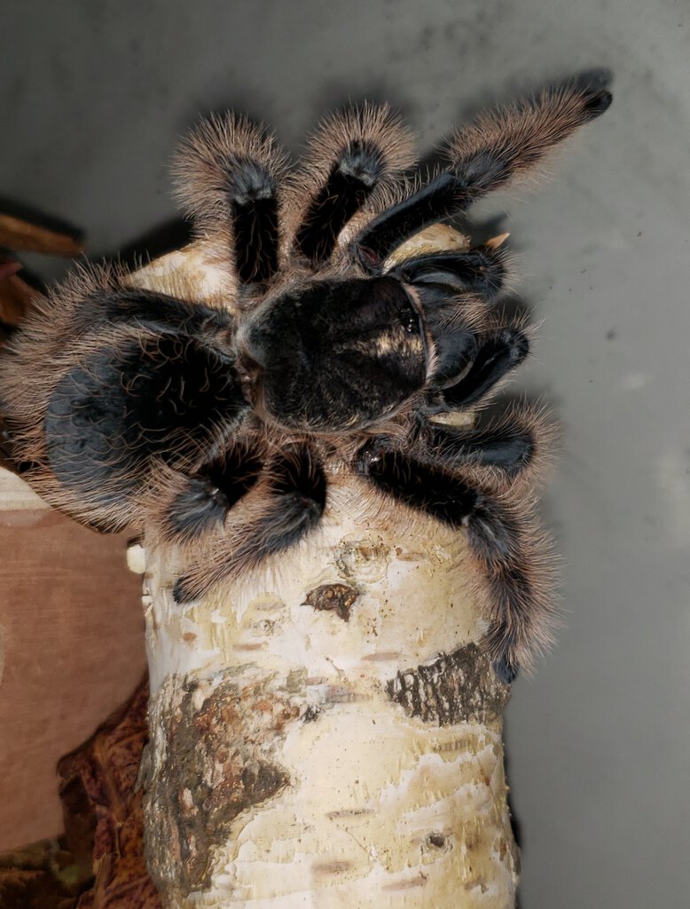 Tliltocatl Albopilosus - Female